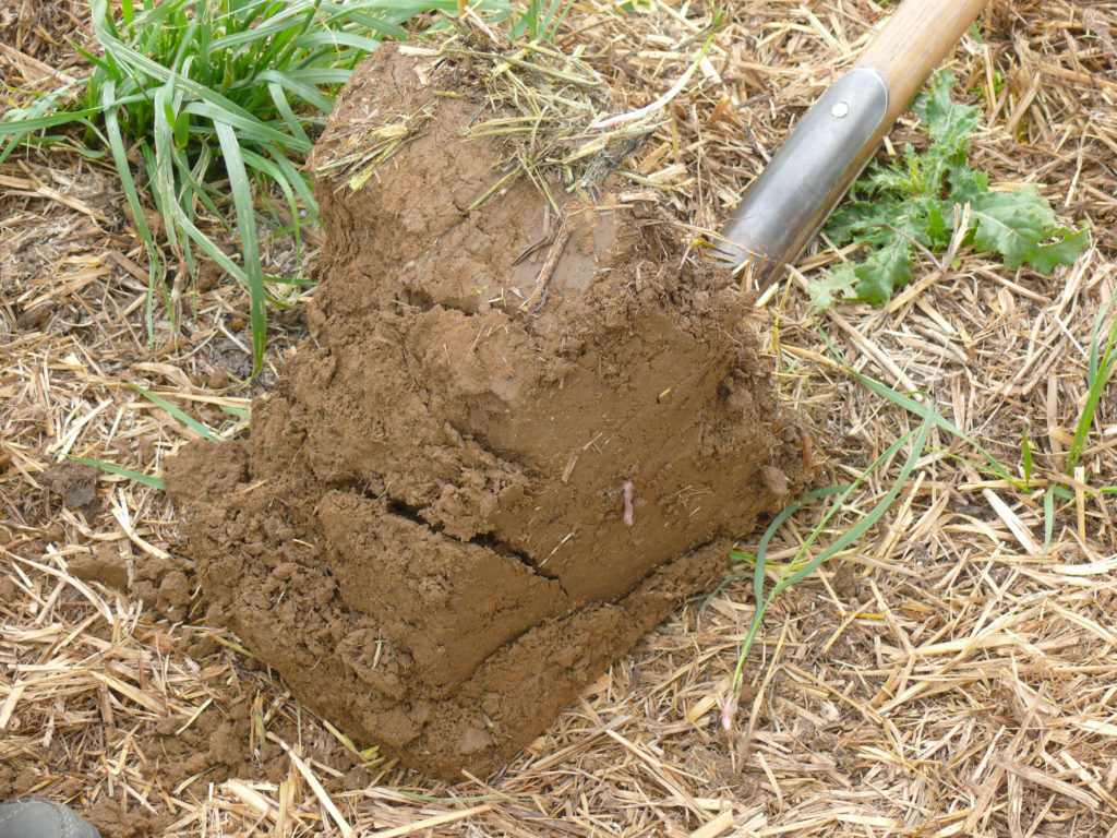 Mulch Spatenprobe auf Betrieb in Reusch